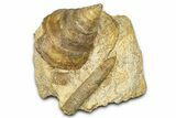 Jurassic Sea Snail (Pyrgotrochus) and Belemnite Fossil - France #367901-1